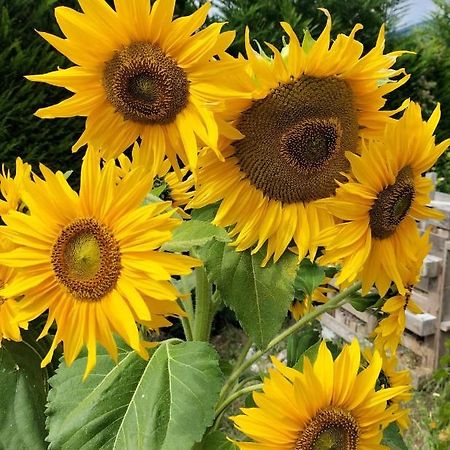 I Girasoli Sanzeno Kültér fotó