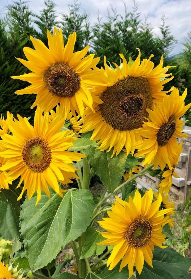 I Girasoli Sanzeno Kültér fotó