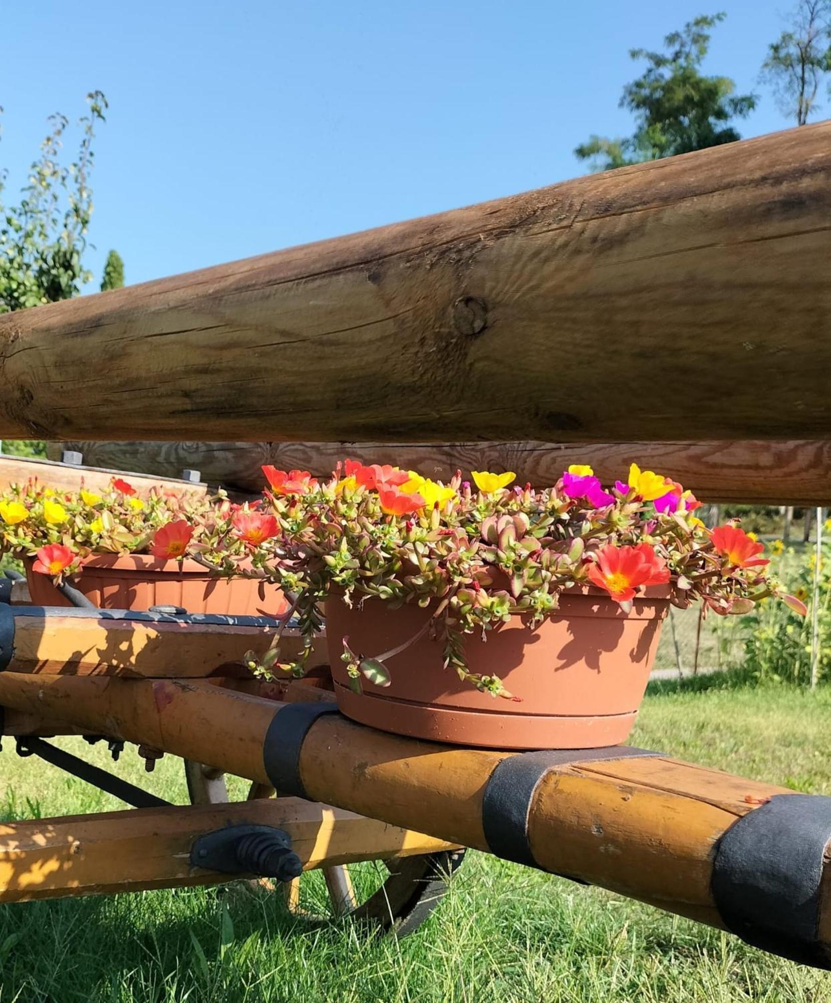 I Girasoli Sanzeno Kültér fotó