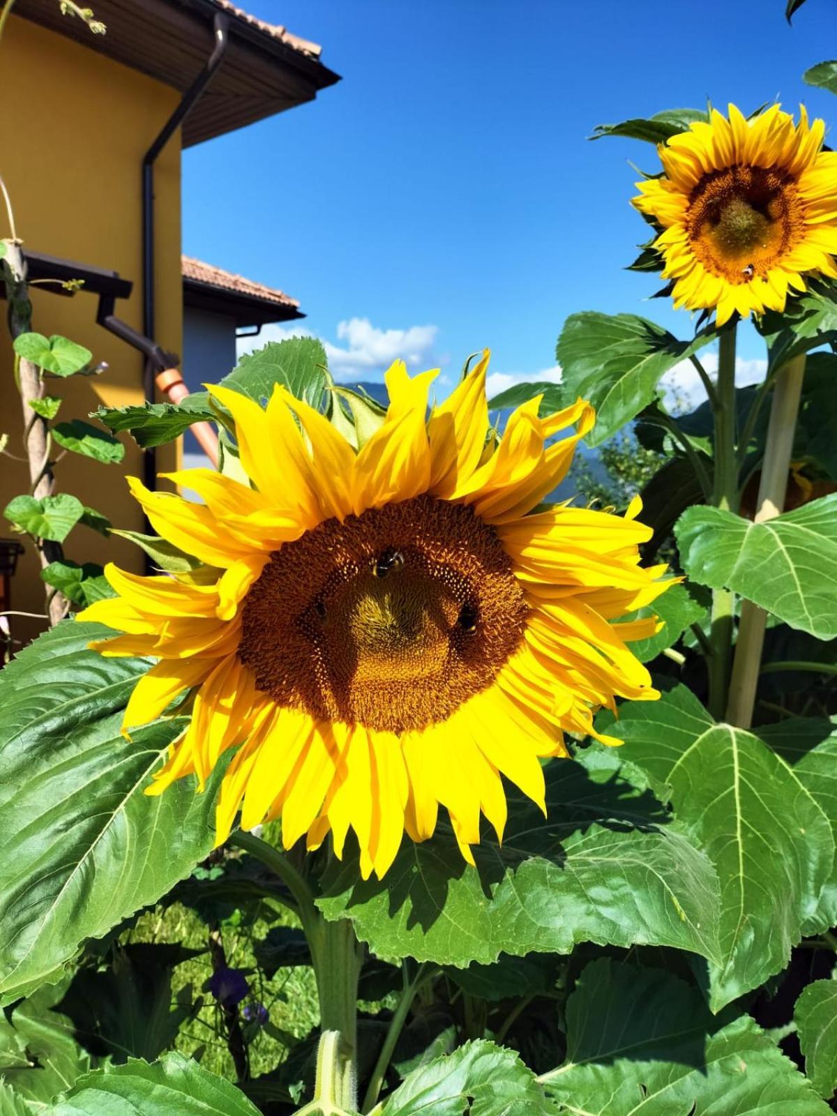 I Girasoli Sanzeno Kültér fotó