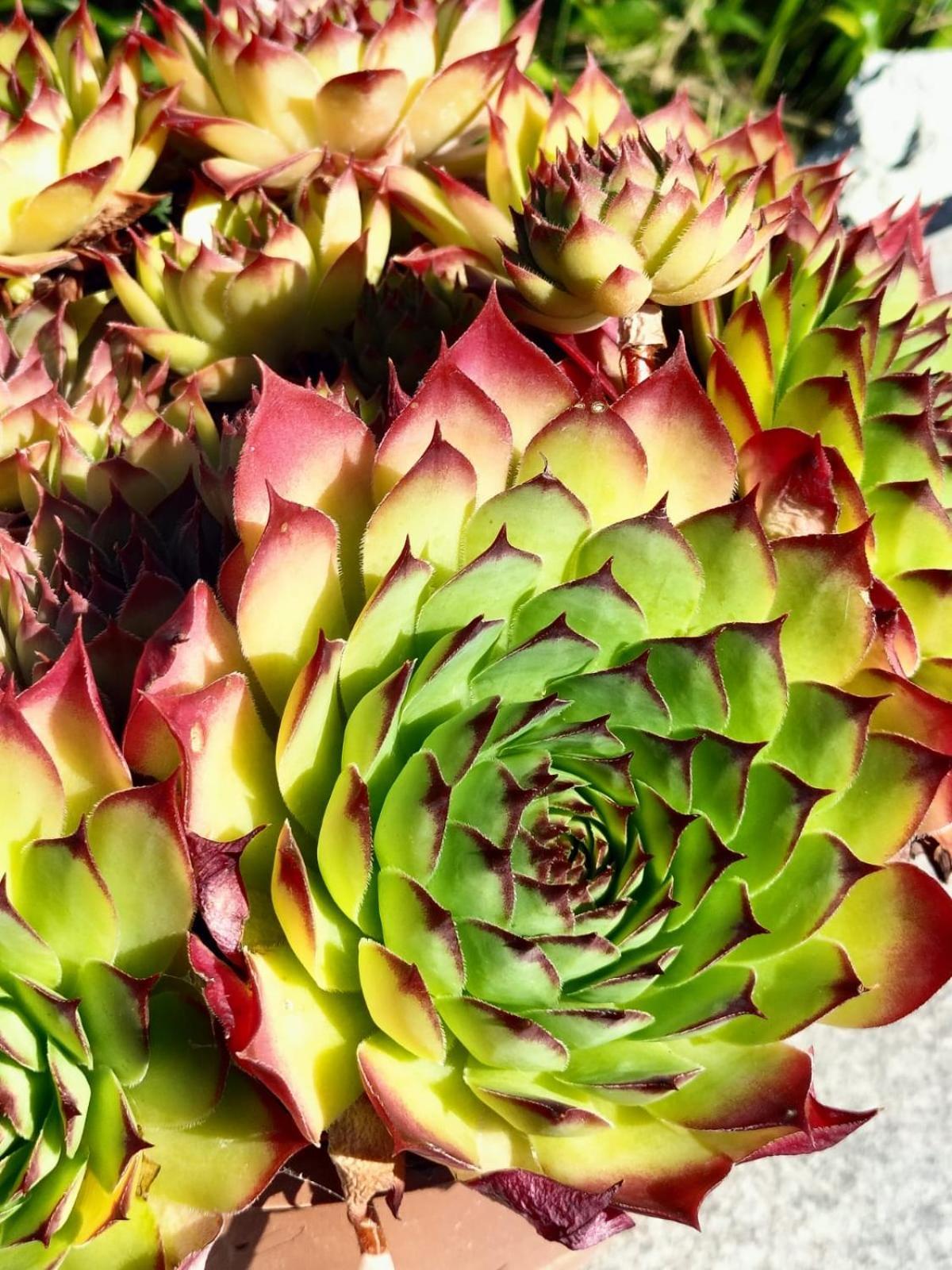 I Girasoli Sanzeno Kültér fotó