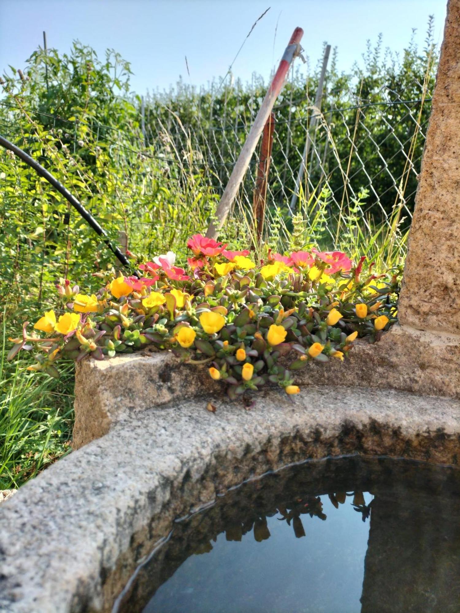 I Girasoli Sanzeno Kültér fotó